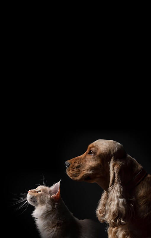 Pro Plan Dog