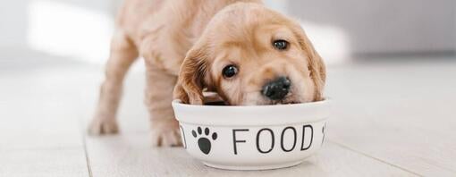 Probiotika til hunde