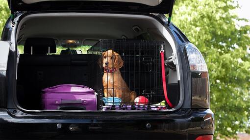 Gode råd til sikker kørsel med hund i bil