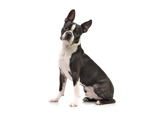 Boston Terrier