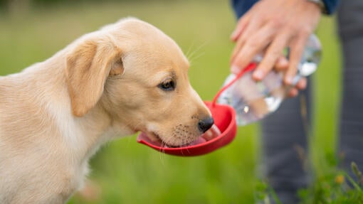 En hund drikker vand fra en vanddispenser.