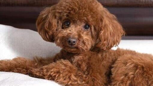 Toy Puddel
