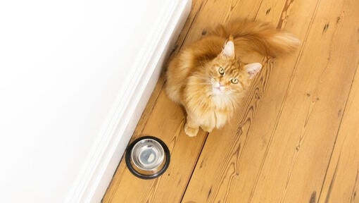 En kat sidder ved siden af en skål med vand og kigger op.