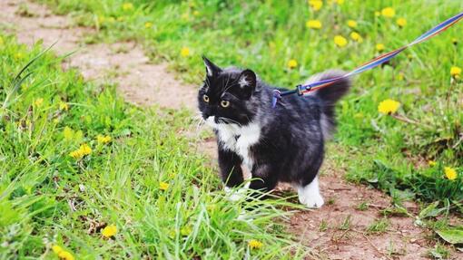 Sådan træner du din kat til at gå i snor