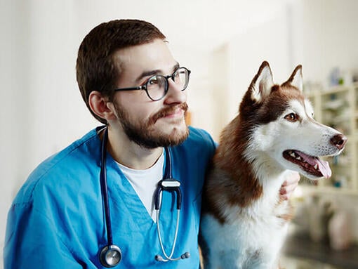 Dyrlæge med Husky