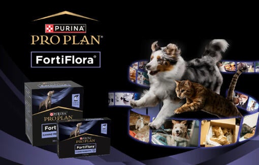 PRO PLAN® Veterinary Diets til hunde