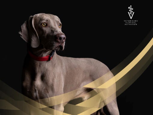 PRO PLAN® Veterinary Diets til hunde