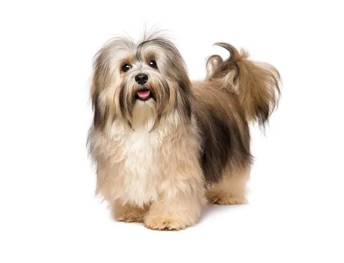 Brichon Havanais