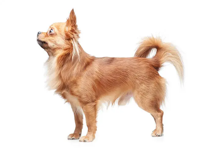 Langhåret Chihuahua