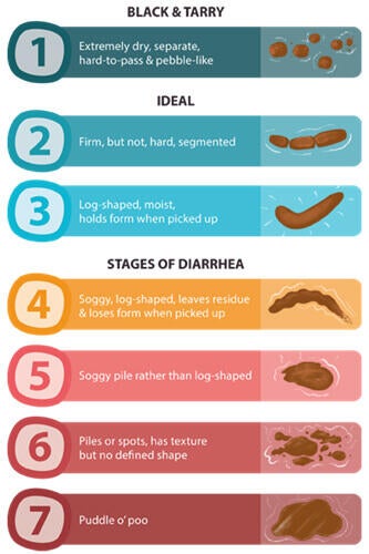 All about dog poop 2 Konsistensskema for hundelorte