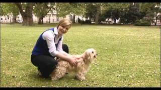 Hvordan du kropstilstands-scorer din hund med dyrlæge Zara